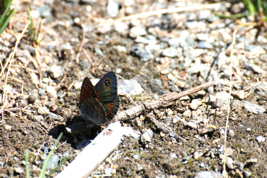 Erebia cassioides? S